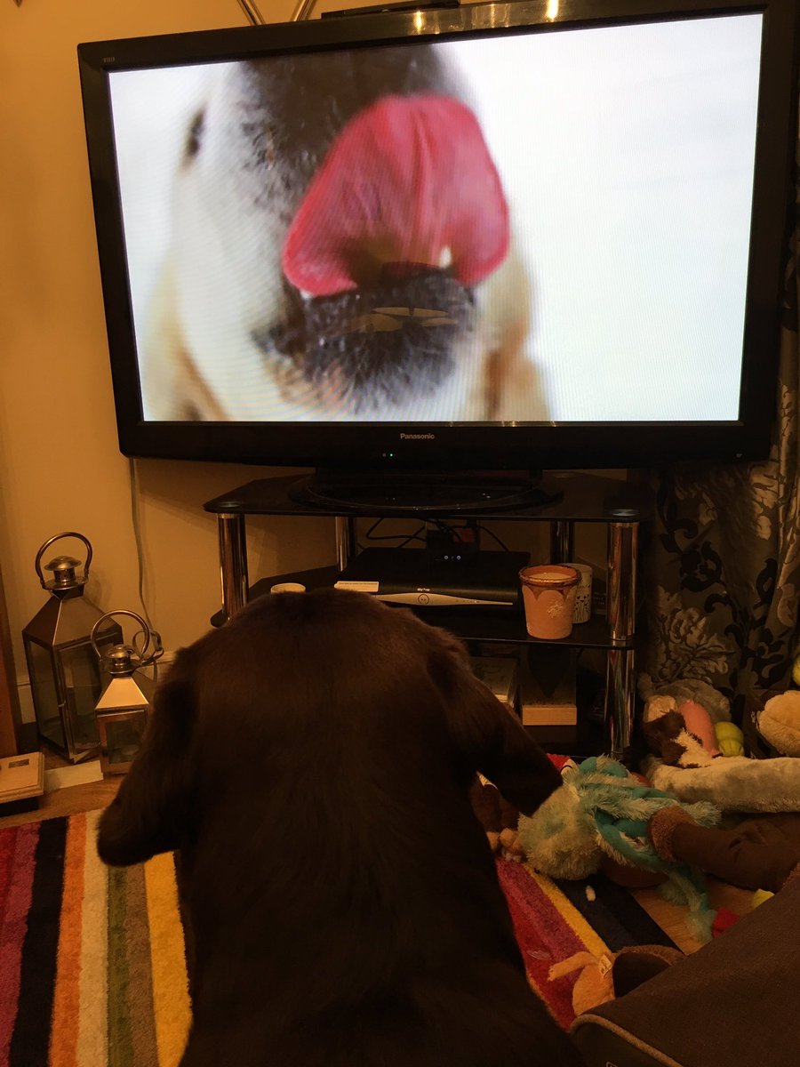 SageWonderland's tweet image. #secretlifeofdogs