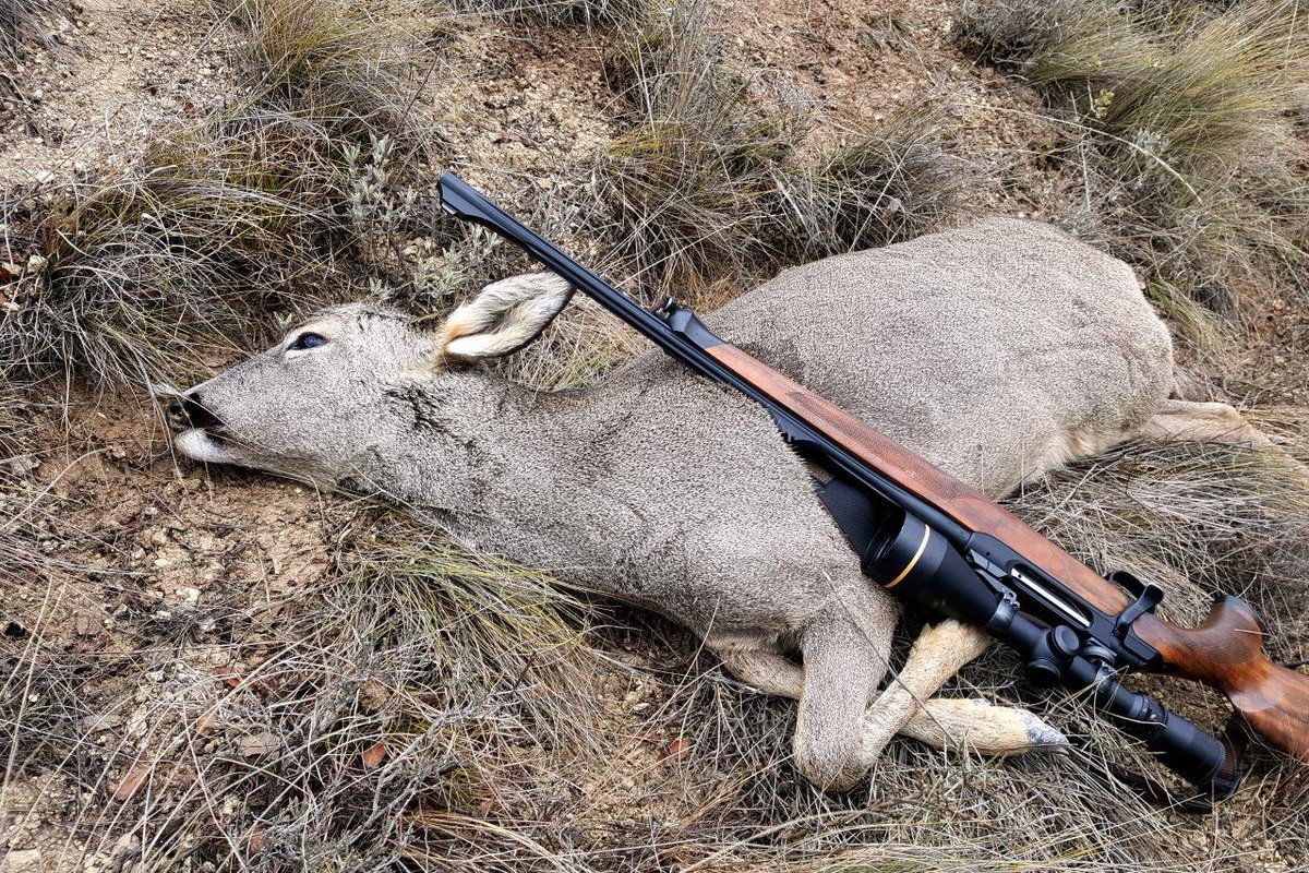 Invierno, época de #caza de #corzas en el Blog CorZalografías de <a href="/ACEcorzo/">ACEcorzo</a>  corzo.info/asociaciones-c… #gestión #corzos #controlpoblacional