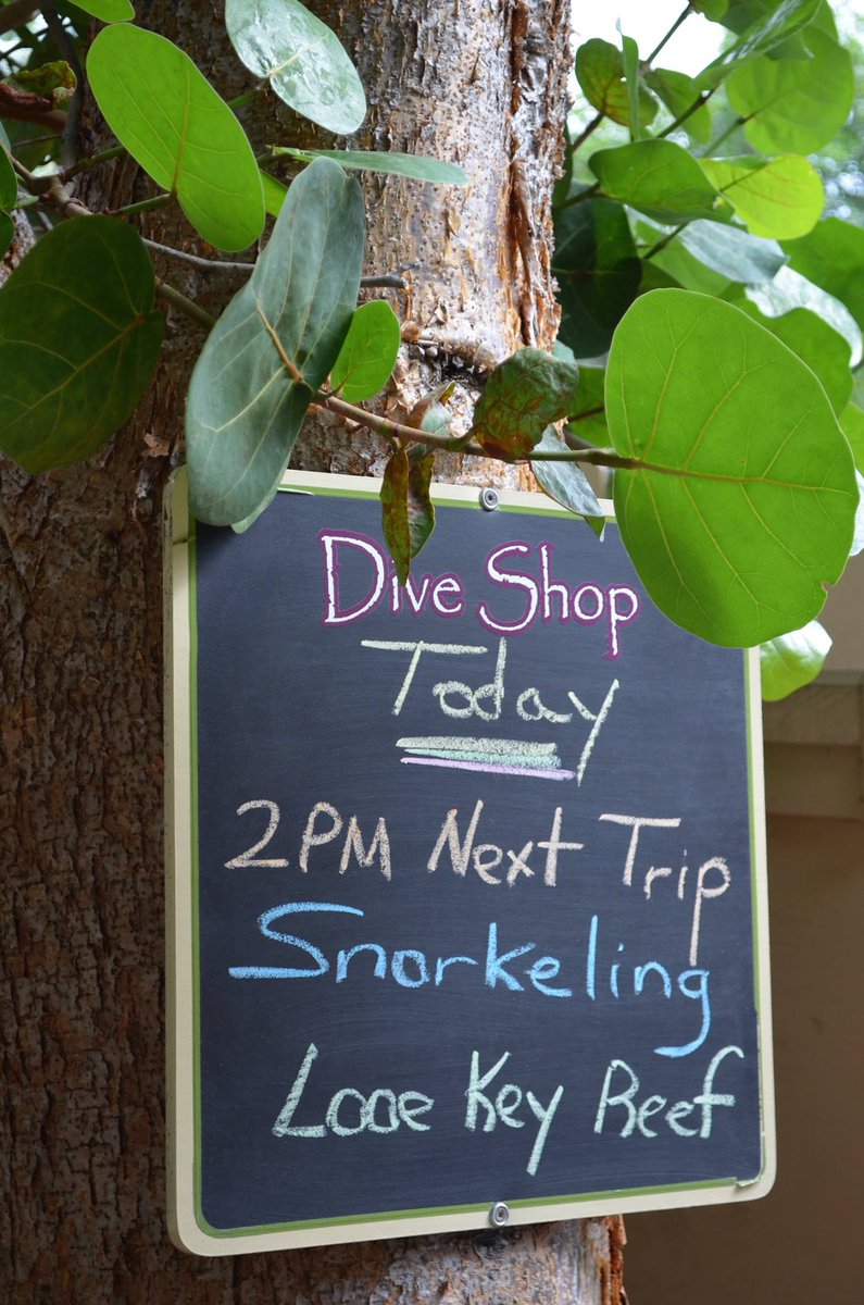 LittlePalmFL's tweet photo. Who's ready to #snorkel the world's third largest barrier reef? #LooeKeyReef #FlKeys https://t.co/L0rRTfDSYK https://t.co/xpn5lL11Go