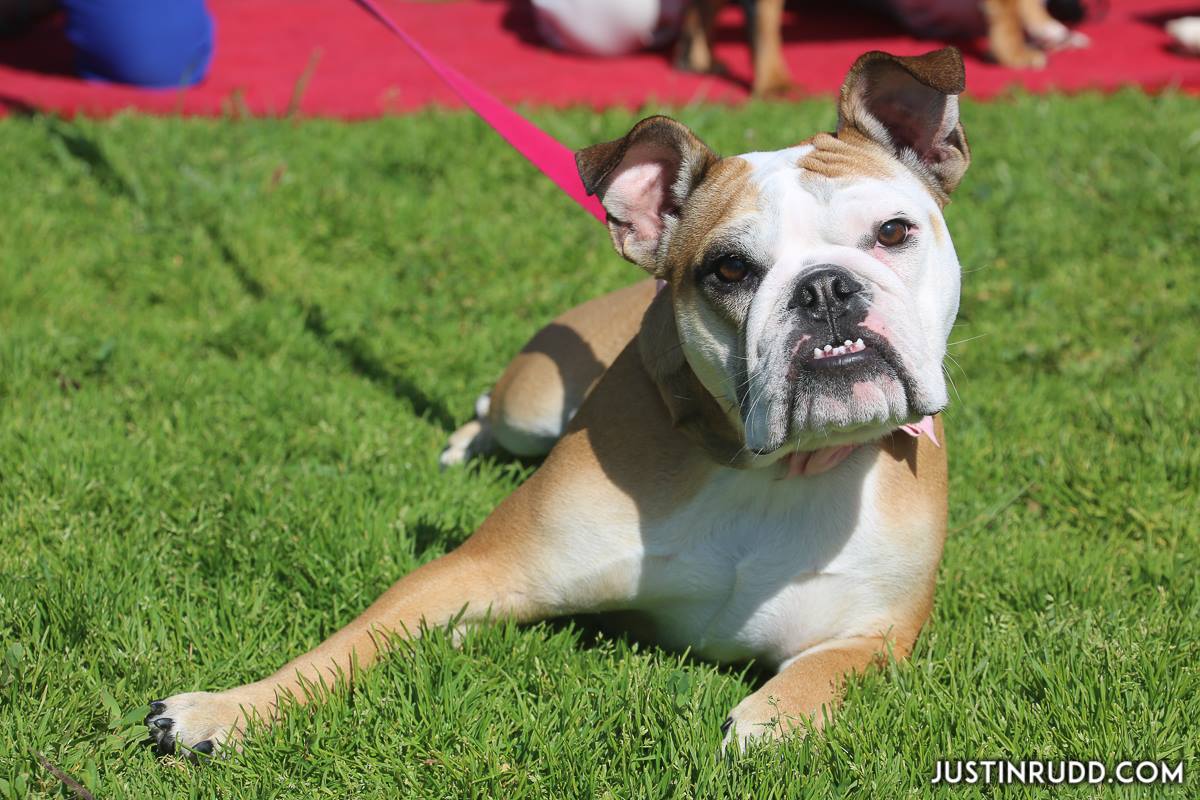 Get ready for a beauty contest where the contestants walk on 4 legs! The Bulldog Beauty Contest takes place 2/12 bit.ly/2kkQCbI