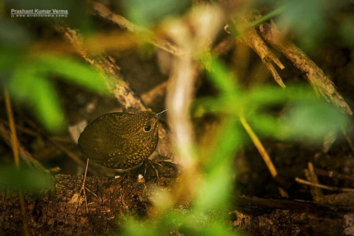 Scaly-breasted Wren-babbler/ Scaly- breasted Cupwing (Pnoepyga albiventer)
Fulvous Morph
Bajoon, Nainital, Uttarakhand
Jan 2017