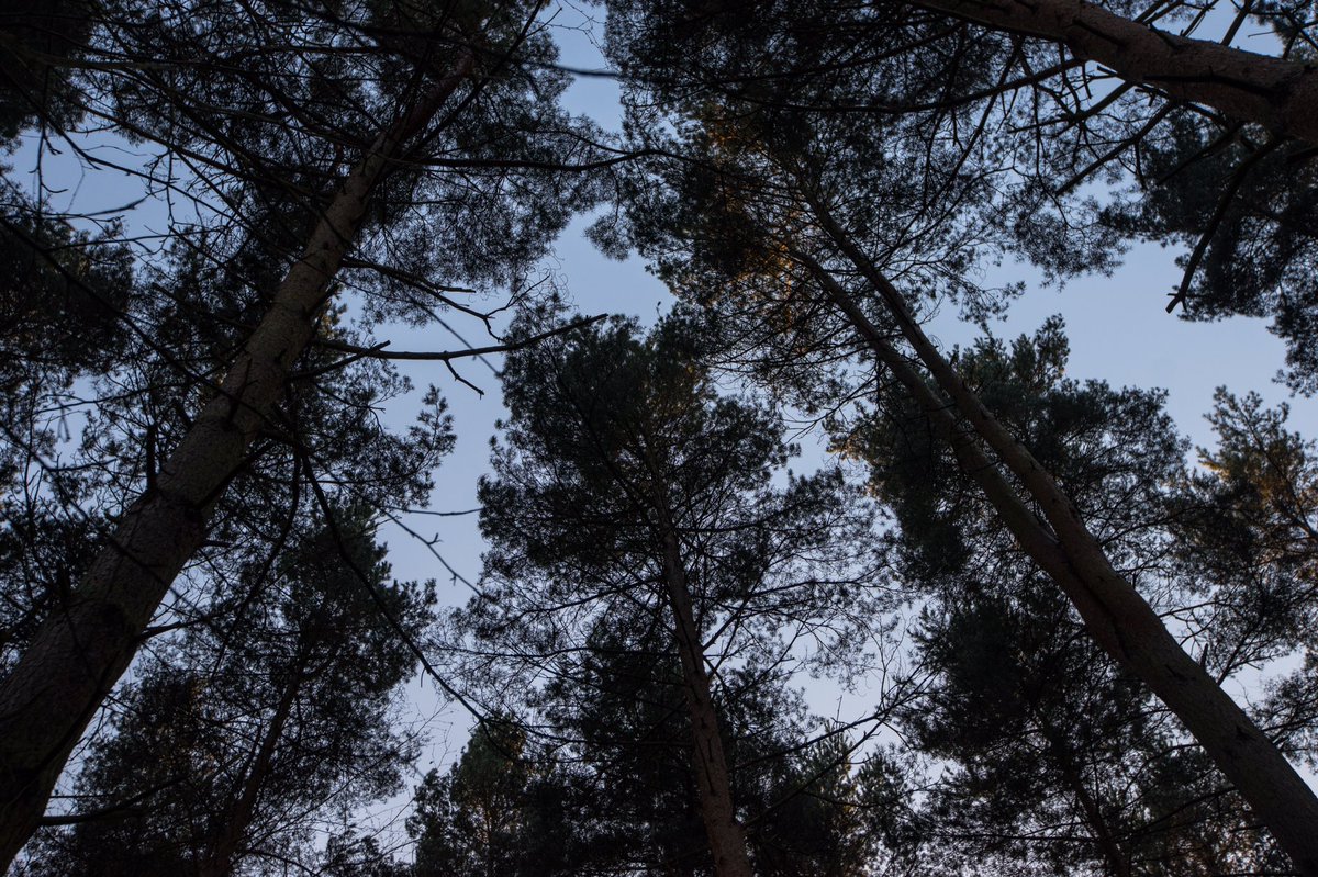 LukeLewisFilm's tweet photo. Constantly being inspired by our surroundings. 🌲📷 https://t.co/6hwfjNzEWT