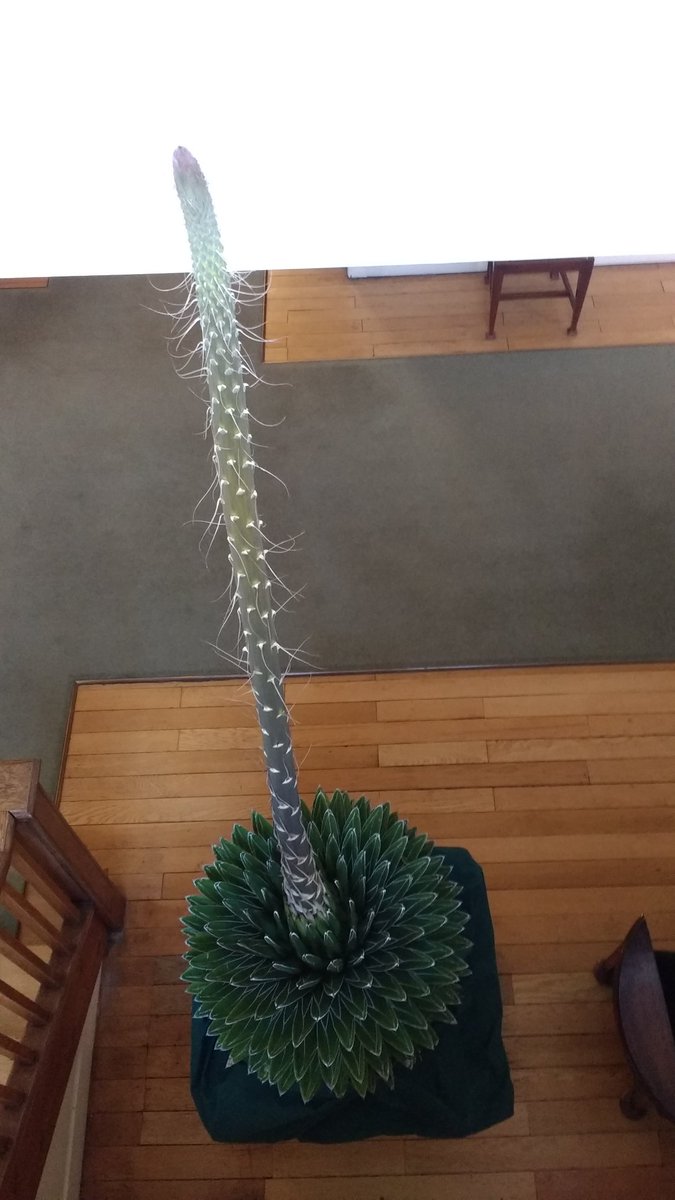 beorma's tweet photo. Lengthening flower spike of #Agave #victoriae-reginae, #Asparagaceae family, @winterbournehg @B31Voices @CactusSucculent #succulents https://t.co/kEmcmatacV