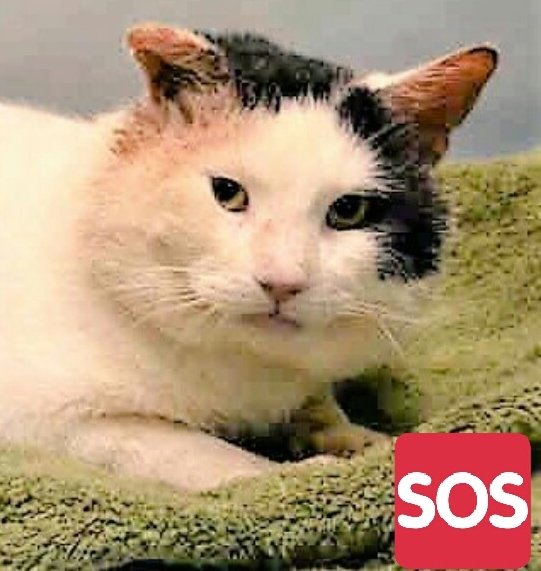 Maree71439592's tweet photo. 🆘🆘Sweet Charming(CALVIN)
NOT SAFE! #SaveCalvin 
Adopt-Foster>NOW!🆘 
Can be KILLED ANYTIME🆘😿
https://t.co/hPAZsW52fv https://t.co/B0Yc2Yp5ct