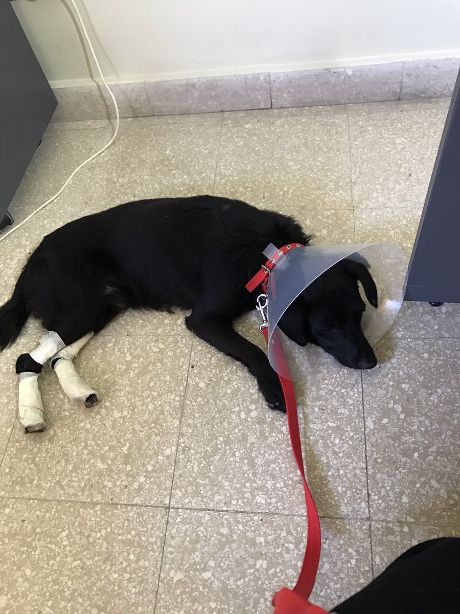 ConiLioni's tweet photo. NO PUEDO TENERLO!Macho 2años,estaba en Cabildo y newbery.Desparasitado,con pipetaLo estoy curando!Súper educado y tranquilo @protegealanimal https://t.co/K2xaS84vS2