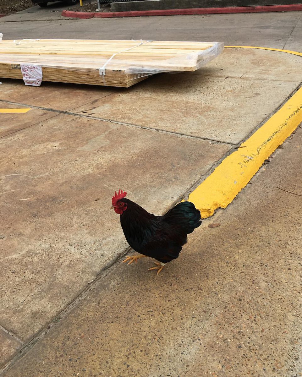 Okay, HE may actually be a #Rooster, but you get the idea. He crossed the road because he's buying a load of #LUMBER.