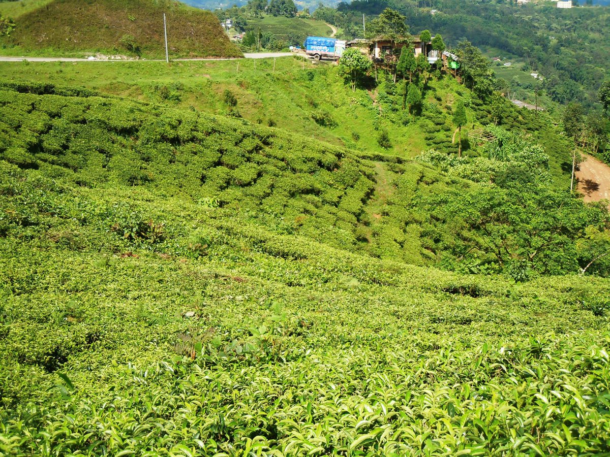 kaphle_sumina's tweet photo. Three years ago in one of the beautiful place. #Tea_garden_Ilam_Nepal https://t.co/XjDMZqiwj5