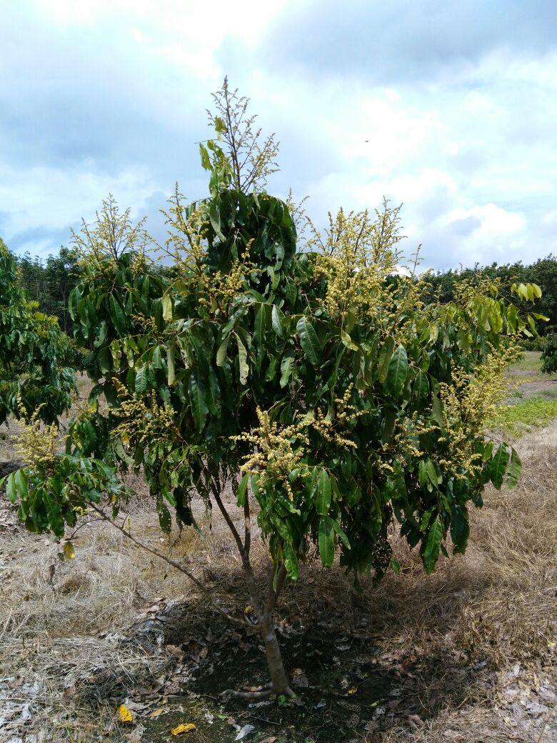 Belajar dari tanaman buah lengkeng😊
