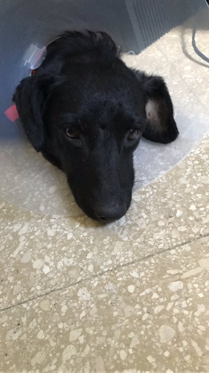 ConiLioni's tweet photo. Encontrado 6/2 Por favor...No puedo tenerlo! https://t.co/YvM2UM6ybn… @proyectogalgoar https://t.co/DCmJgzEc4b