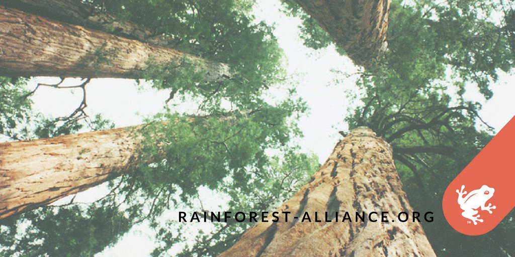 RnfrstAlliance's tweet photo. Trees placed around buildings can reduce air conditioning needs by 30% and save 20-50% in energy used for heating. #ForestFact https://t.co/QFBgMTBEAP