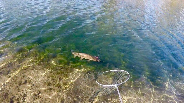 grahamwaterton's tweet image. A nice little double coming out of gin clear water ... and going back in.#flyfishing #pikeonfly