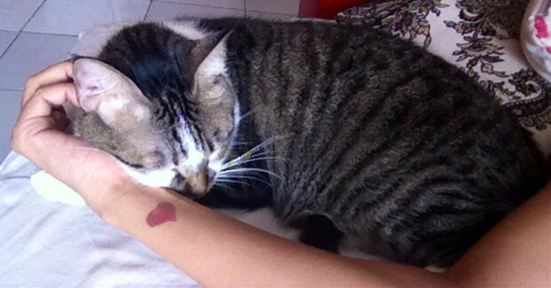 Alanisnm's tweet photo. Baby love #Catuesday #Sofio #CatLovers 💜 #RealCat https://t.co/1AZd465sna