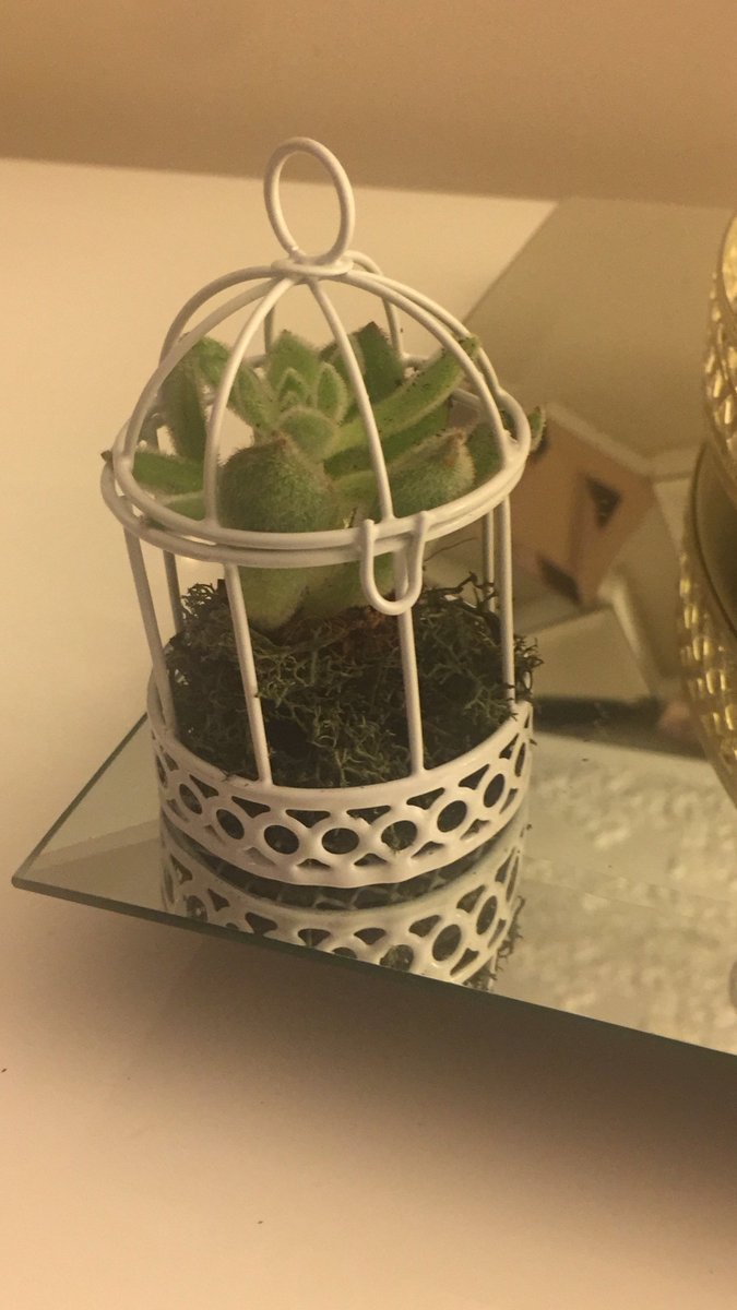 BabelCollection's tweet image. Sukkulent# söz #nişan #davet # hediye # doğum #doğum günü #sünnet # düğün # organizasyon # bizim ile iletişime geçin # babel collection