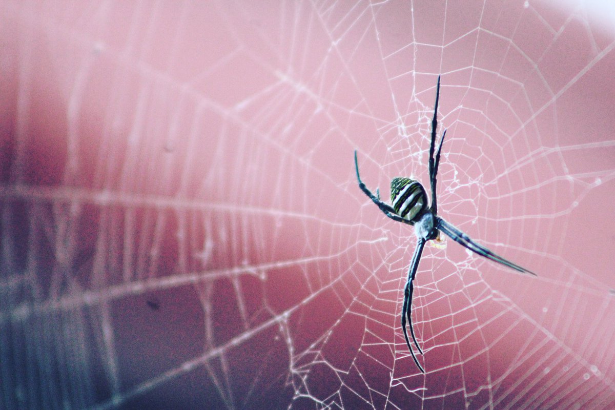 itsacazn's tweet photo. So I saw a creepy lookin spider outside my house yesterday lol #hadtotakeapic #srry https://t.co/RXDquv9xij