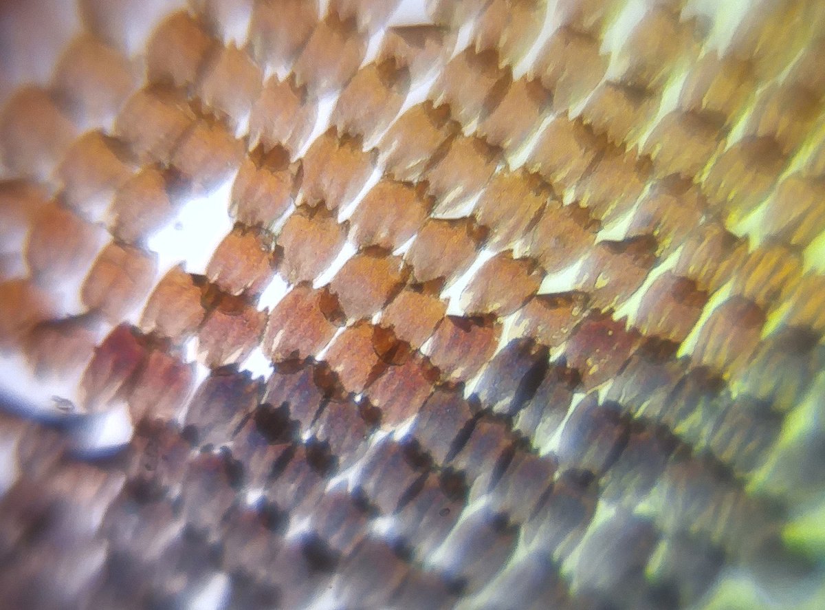 AaronPomerantz's tweet photo. In addition to teaching a course in Peru, I brought down #Foldscopes. Let's explore the microcosmos of the jungle! https://t.co/DRKK6cPOBA https://t.co/CjcNJq0HWT