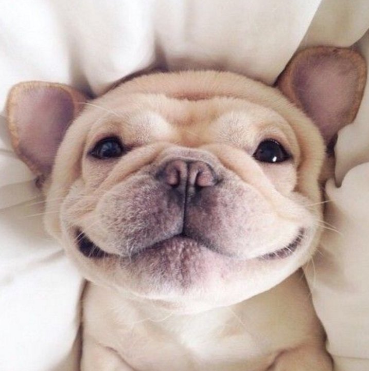 TLCDogBK's tweet photo. Are you looking for someone to take care of your pet for a short period of time? Call in today. 9712587764 #PetCare #Pets #DogCare https://t.co/Ihq0EHR4QG