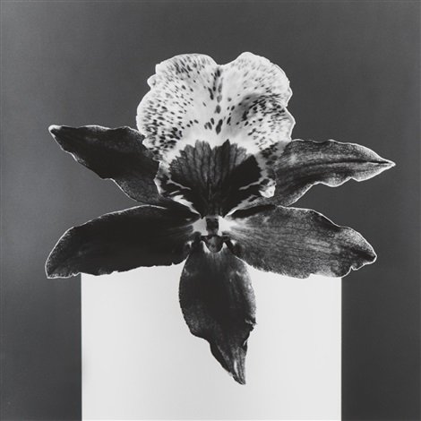 dillonpluslee's tweet photo. @Christophe_Laudscent The Whip and the Orchid No9 fuses Mapplethorpe's orchid photos with his leathery self-portrait https://t.co/ZETFq9iWuk https://t.co/Odtg3TrkFc