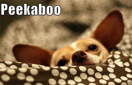 aonevanlinesinc's tweet photo. Experience the joy of a relaxed move 7189283311 #AOneVanLines #Moving #Relocating #packing #storage #meme #adorable #dog #peekaboo https://t.co/yyzpfwUlp8