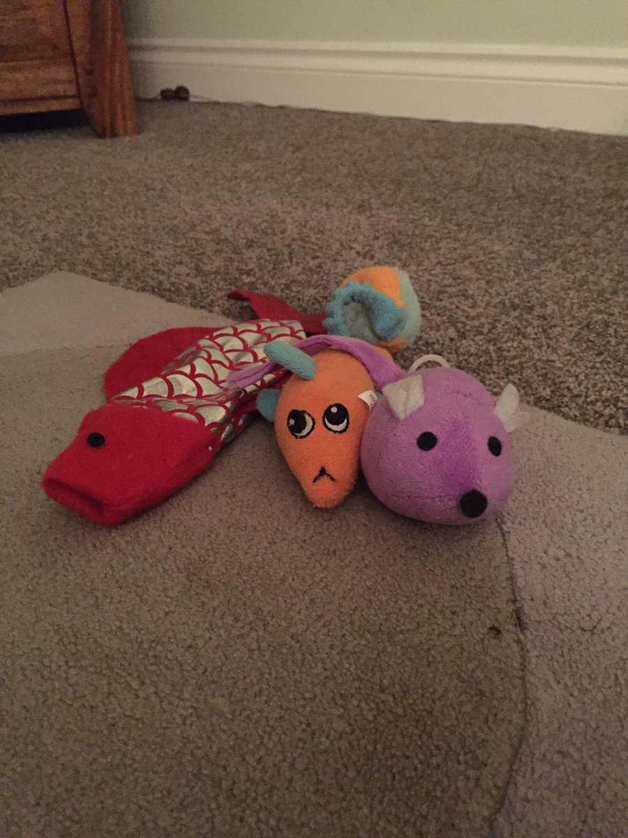 FreddieTeaCat's tweet photo. When you come home to find the cat has arranged his toys like this, you know he's had a busy day. #weird #organisedfun #OCDcat @philbenson84 https://t.co/ronSbXTQlR
