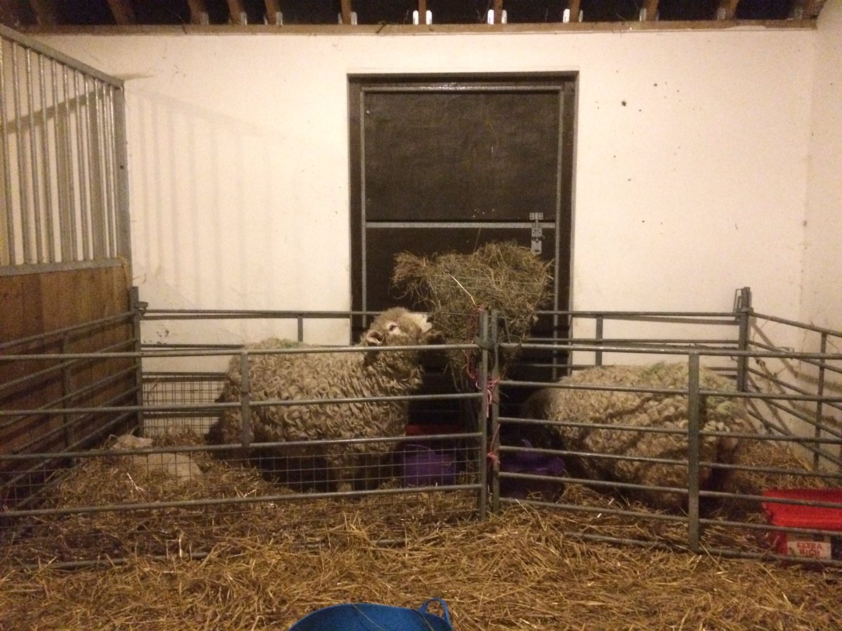 SmallholdersUK's tweet image. Last job of the day check, bed up, water and feed the new mums.  Most of these being turned out to field tomorrow #goodforecast
