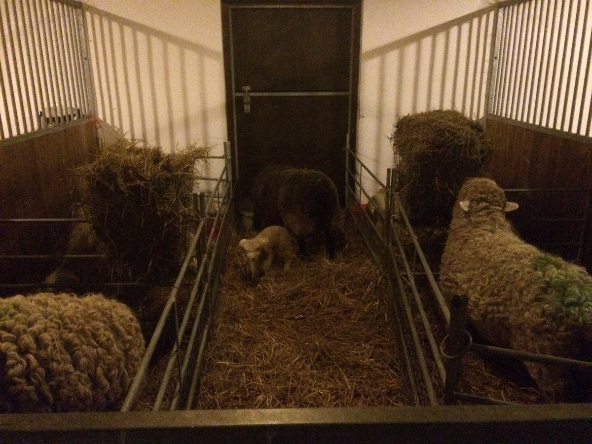 SmallholdersUK's tweet image. Last job of the day check, bed up, water and feed the new mums.  Most of these being turned out to field tomorrow #goodforecast