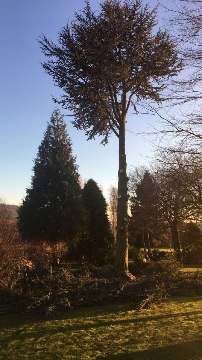 HeleyTreeWork's tweet image. Cedar tree removal