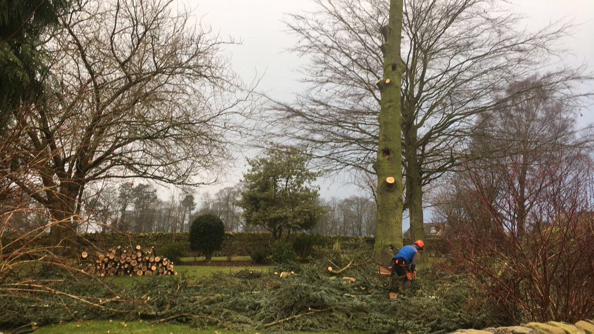 HeleyTreeWork's tweet image. 