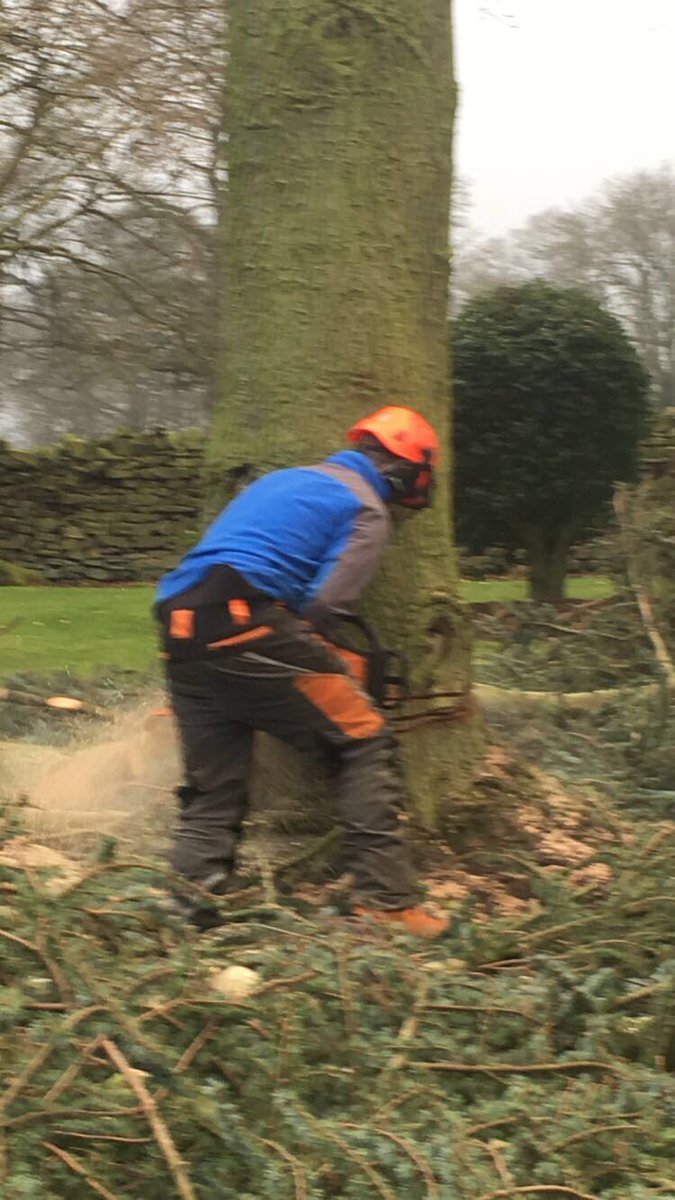 HeleyTreeWork's tweet image. 