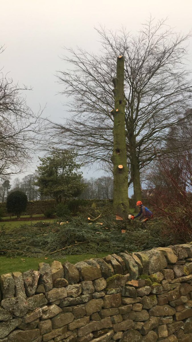 HeleyTreeWork's tweet image. 