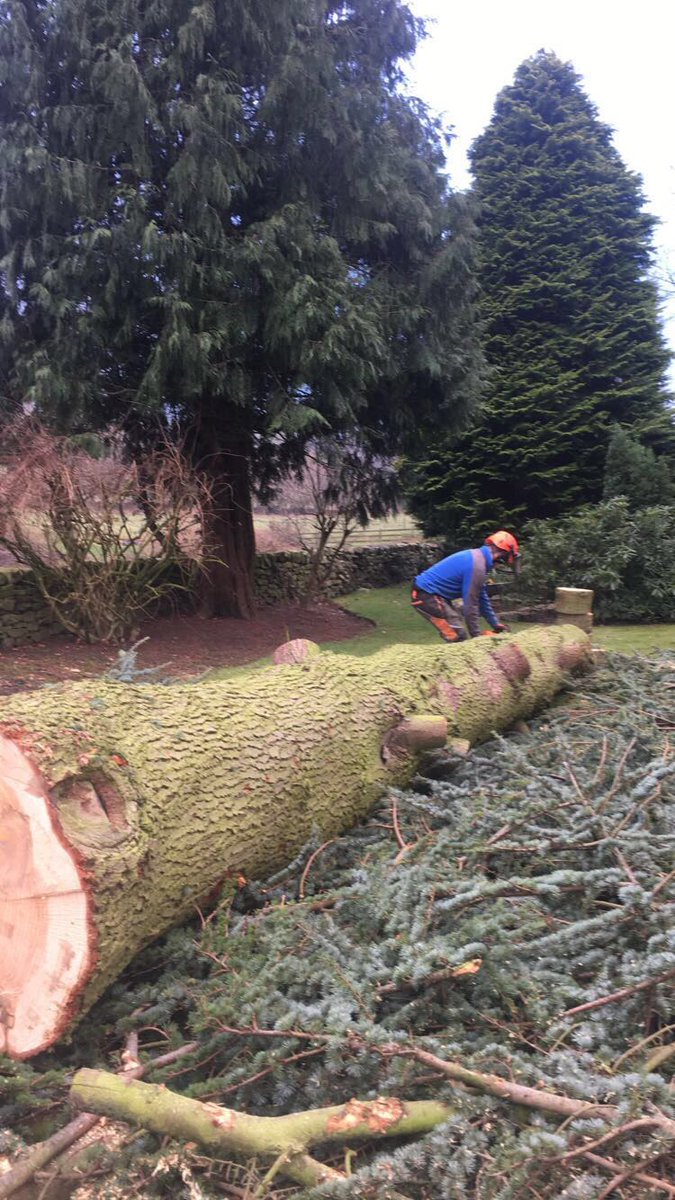 HeleyTreeWork's tweet image. 