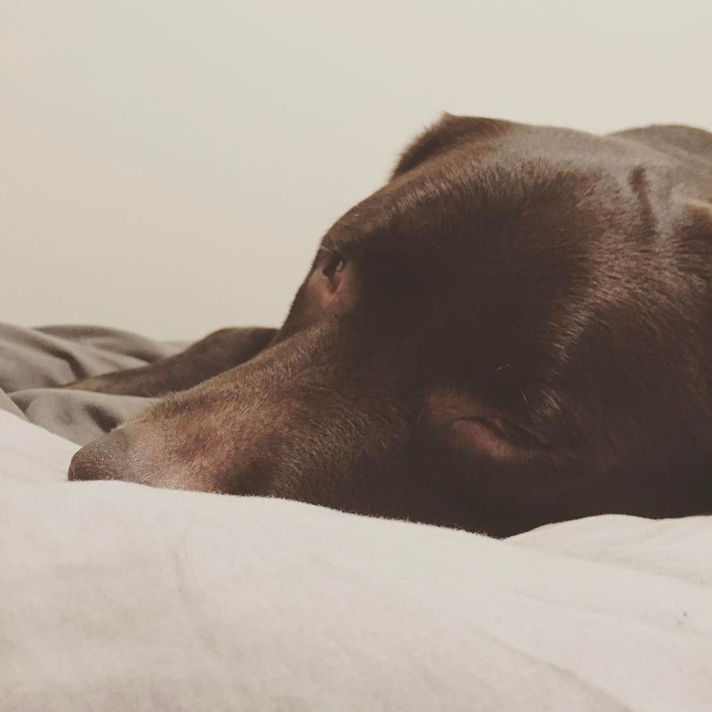 Simply_Stout's tweet photo. Super sleepy rainy Tuesday. Let's all take the day off. 🐾🌧❤️ https://t.co/AstZ877eCn https://t.co/CVKMVfFDMo