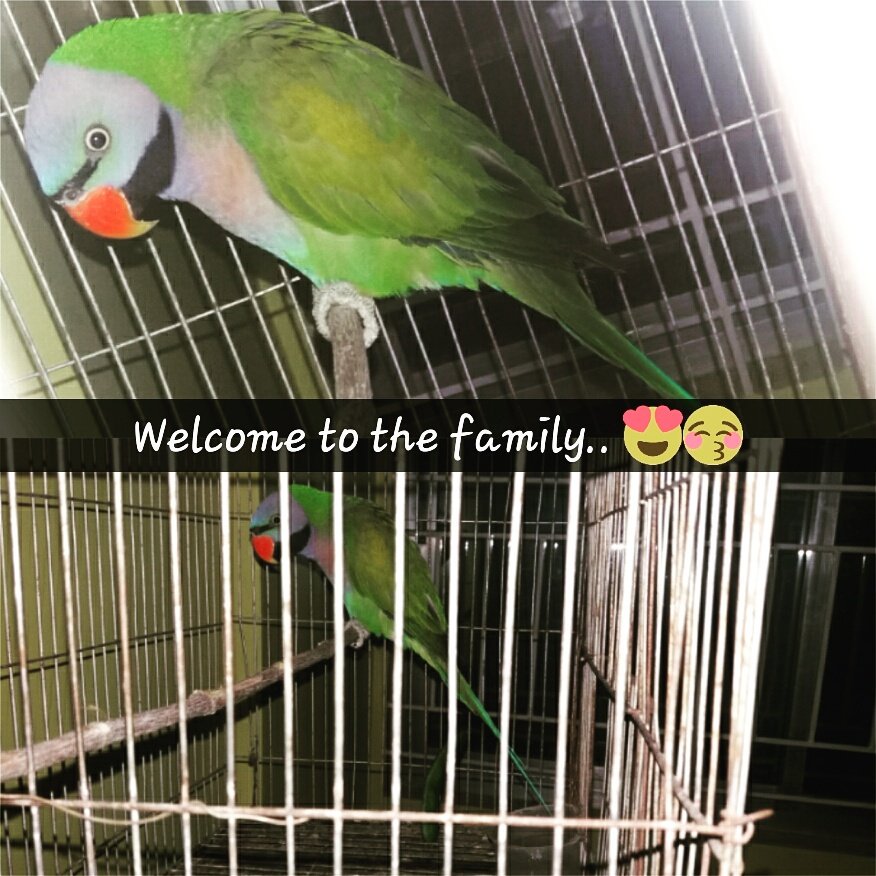 satulihossain's tweet photo. New family member..  😍😍😘😘😚😚 https://t.co/fvvjREGzAW