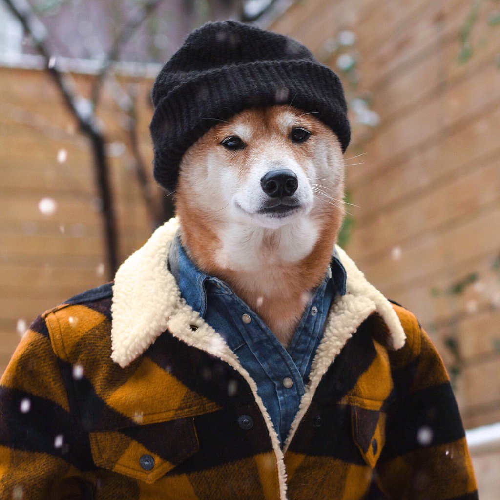 Mensweardog's tweet photo. DTS: Down To Snuggle 💫
RT to spread love &amp; virtual hugs 😚 https://t.co/iFp2QRodVu