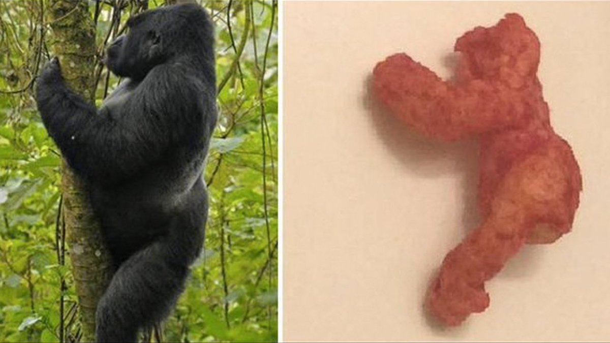 Cheeto that looks like #Harambe sells for $100K after fierce bidding war bit.ly/2lkRKtz https://t.co/DPhpNuNTxY