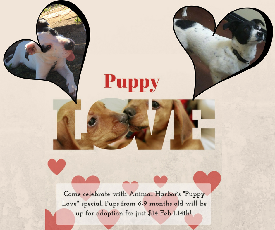 AnimalHarbor's tweet photo. Our "Puppy Love" special has gone very well thus far! We have one week, and only 2 pups left! https://t.co/Eyoigo8zVB