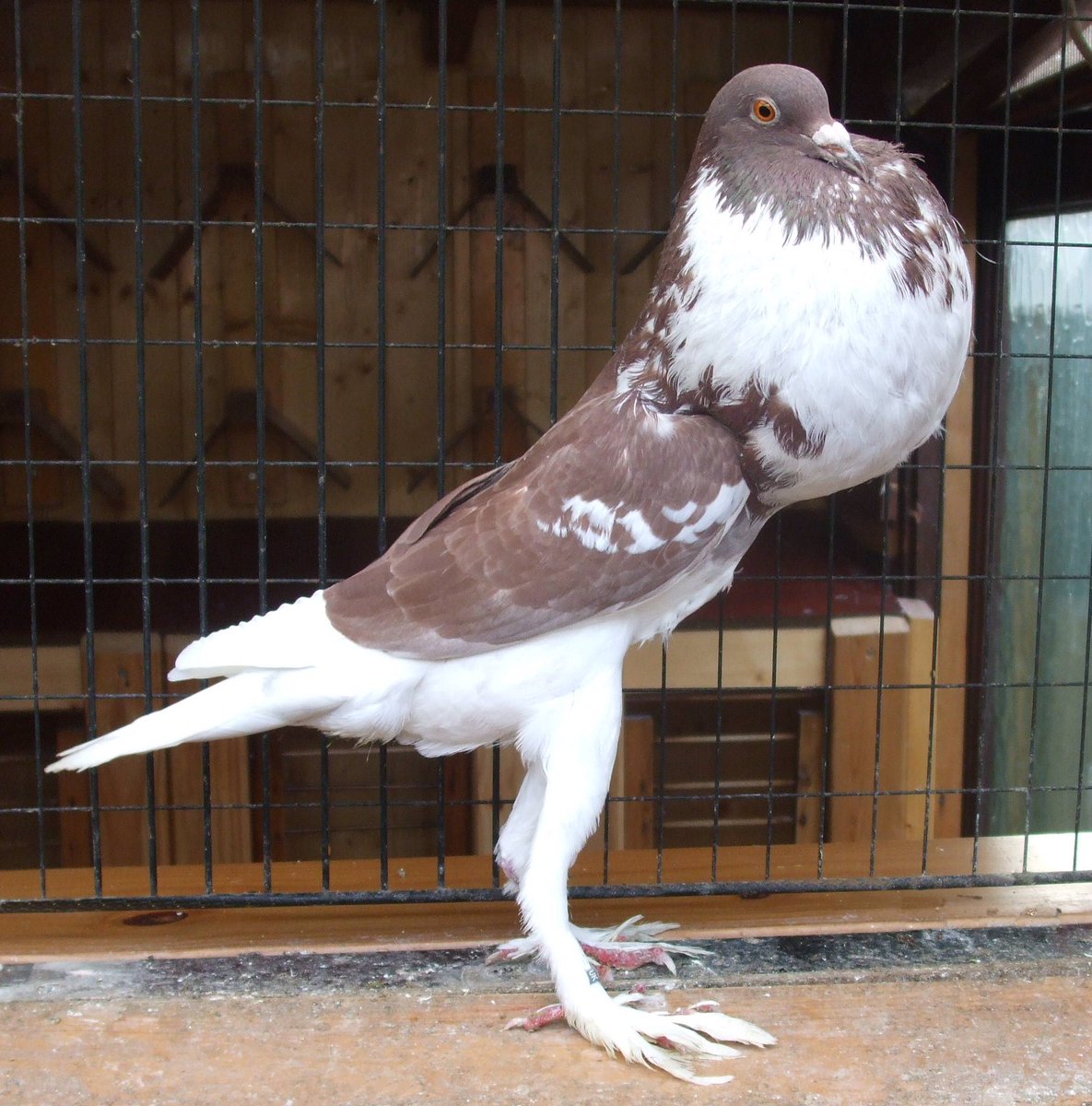 Английский дутыш голубь. Pouter Pigeon. Кофейный Турман голубь. English Pouter Pigeon. Чеграш голубь.