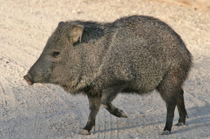 Re-tweet if you think this javelina is more qualified than Betsy DeVos. 