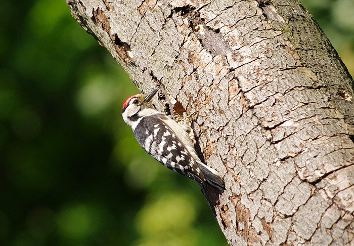 RareBirdAlertUK's tweet photo. Birders asked to help find Lesser Spotted Woodpecker nests #ornithology https://t.co/SxETYgKhm1 https://t.co/w5Ltzi9EWM