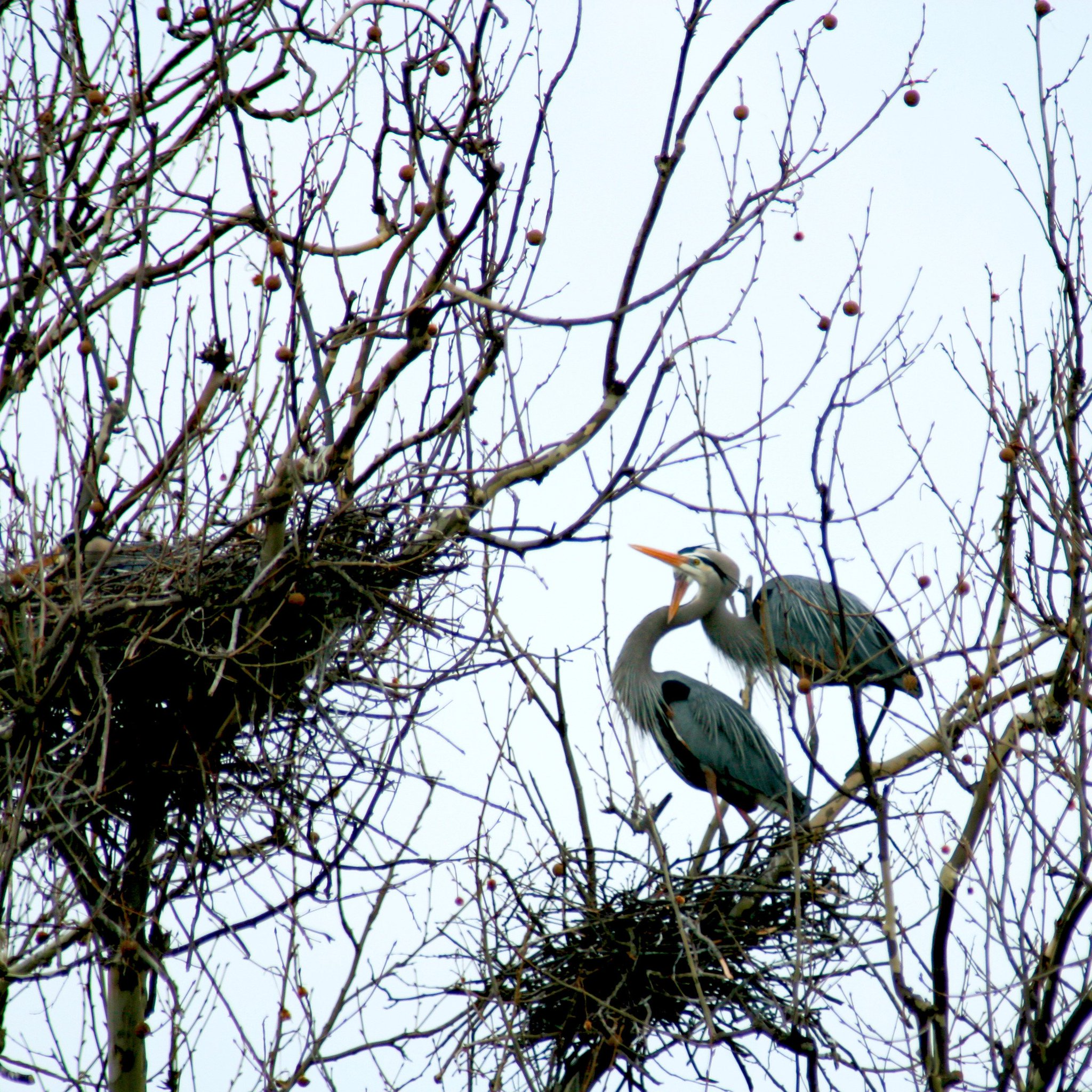 Kincora_VA on Twitter "Don't HeronFest falls on EarthDay this