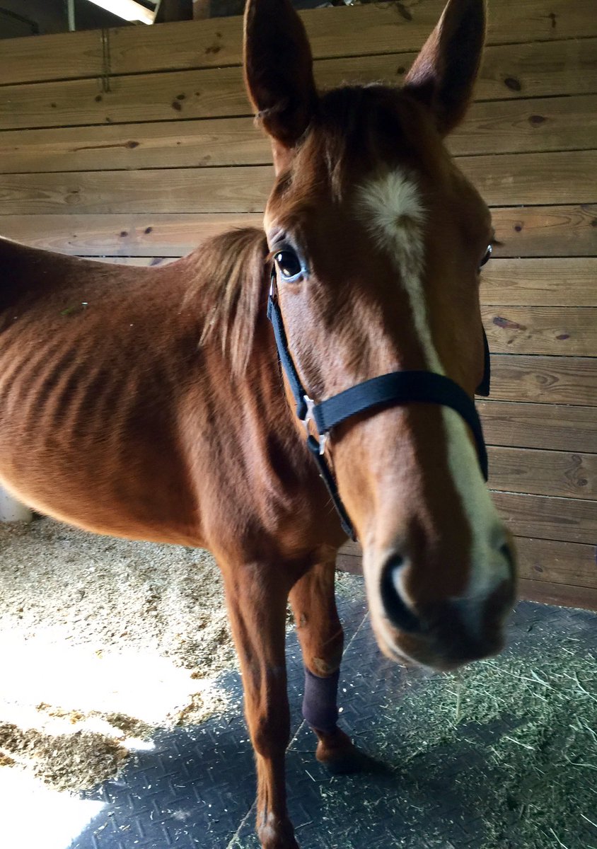 BHFER_EquineRes's tweet photo. #Filly #shot has #bullet fragments head to hoof. https://t.co/g9wH7DOAif #prayersforemma #bhfer #believe #quarterhorse #Charity https://t.co/vIgyA8QcKG
