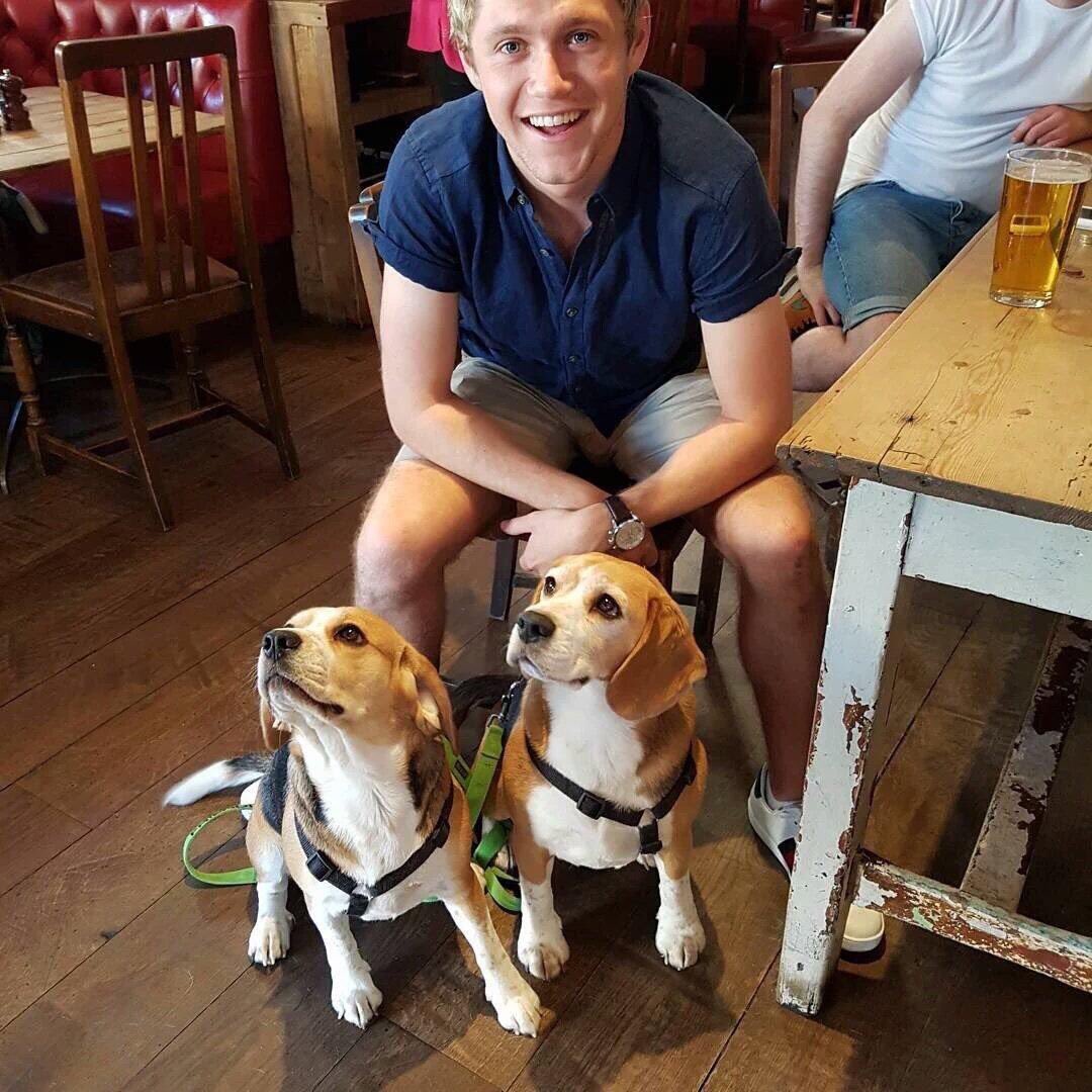 adoredhxran's tweet photo. If he doesn't buy a dog, I'll buy one for him holy fuck https://t.co/qSrlr1XYc8