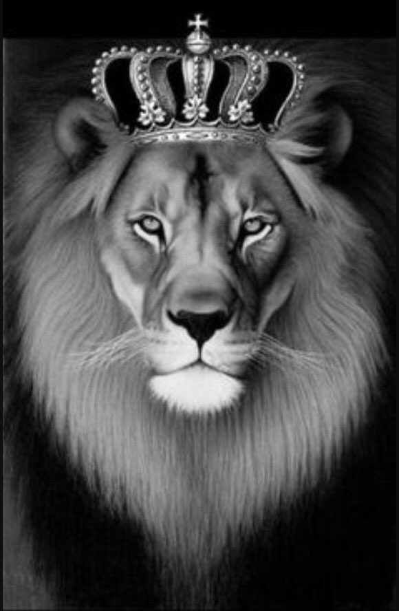 Lioness 2, lioness, tiara, white, HD phone wallpaper | Peakpx