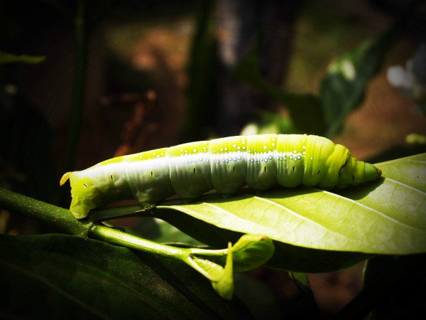 BotanicaFace's tweet photo. #TipsdeBelleza Gusano de seda, ayuda a regenerar la piel. https://t.co/FIngBMRBZ4 https://t.co/pcdDFNqw6m