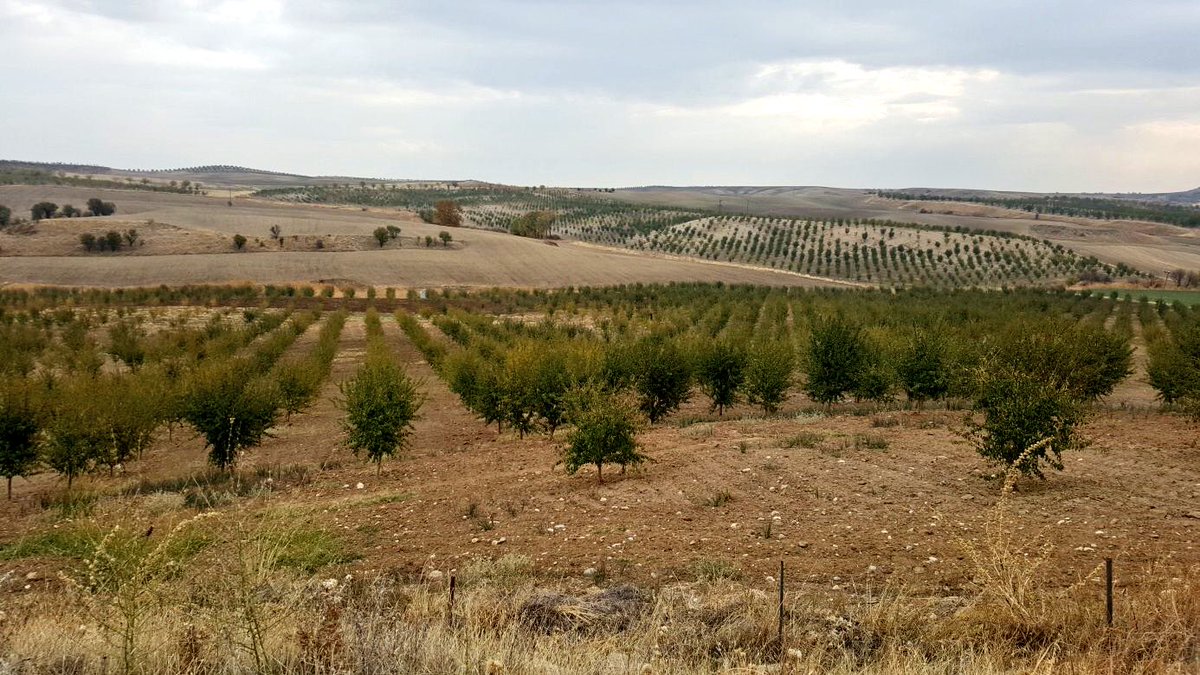 Adıyaman'da badem ağaçlandırma sahaları...

Gelir getirici tür ağaçlandırma çalışmalarıyla vatandaşlarımıza ilave gelir sağlıyoruz...