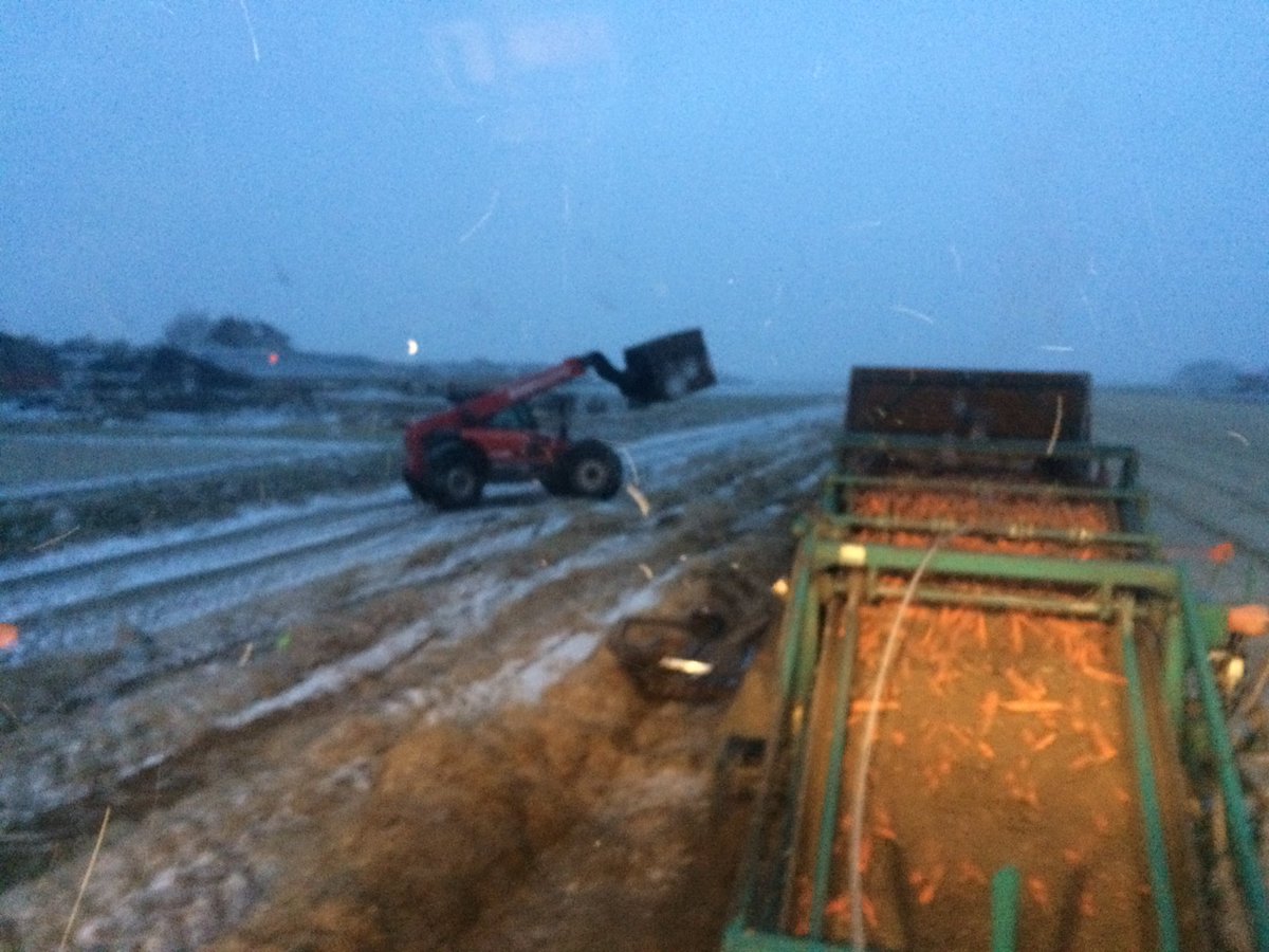 RidderAlbert's tweet photo. Lekker weer om wortelen te rooien!!#texel #sneeuw #rooien https://t.co/bawAkaasHH
