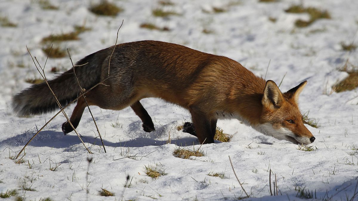 TheOnion's tweet photo. Biologists Confirm Foxes Sneakiest Little Fuckers In Animal Kingdom https://t.co/PISjGPomSg https://t.co/5MhGvKdScY