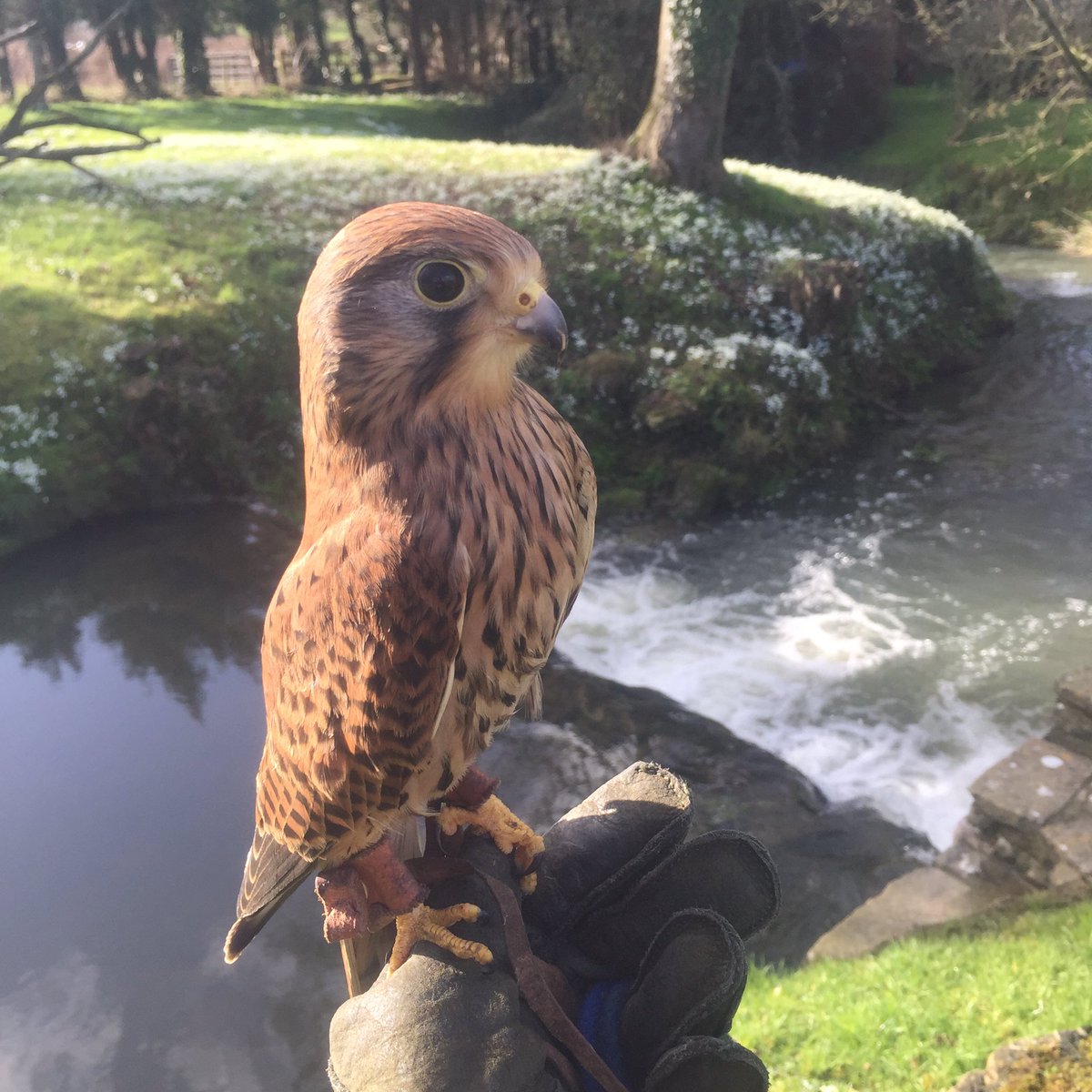 PRFalconry's tweet photo. Spring! James and I had a wonderful lunch @colemanortea. I think he had fun, but he didn't say much. #kestrel #manning #Pitcombe #Somerset https://t.co/4zvkwWW8Bp