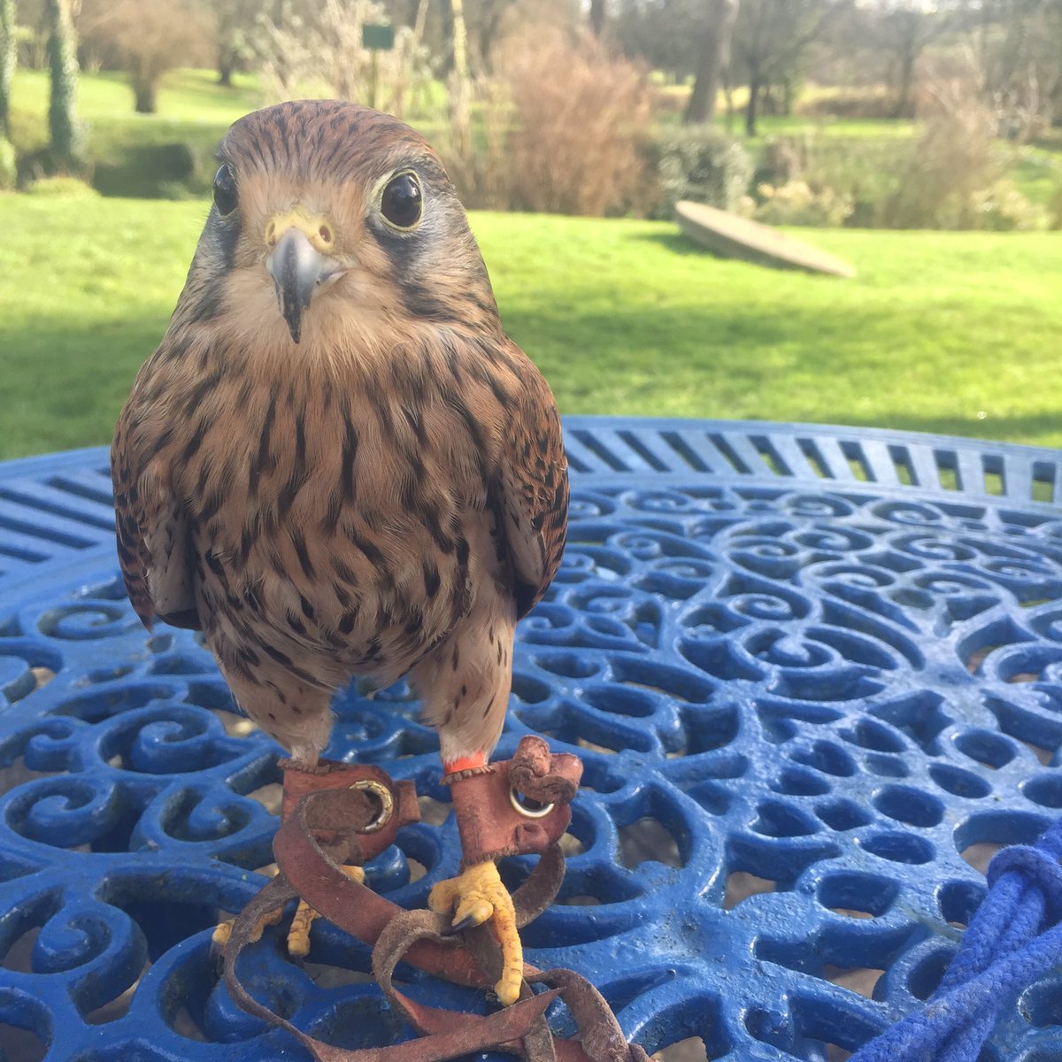 PRFalconry's tweet photo. Spring! James and I had a wonderful lunch @colemanortea. I think he had fun, but he didn't say much. #kestrel #manning #Pitcombe #Somerset https://t.co/4zvkwWW8Bp