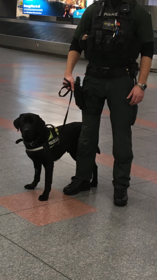 PoliceServiceNI's tweet photo. PD Zeus working today @BelfastAirport Zeus is one of our search dogs &amp; helps us with our goal of #KeepingPeopleSafe
#PDZeus
#PSNI
#PSNIDogs https://t.co/XXxuqxxn2F
