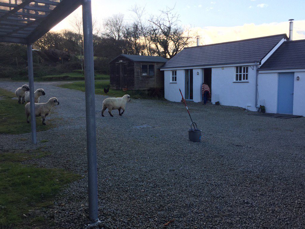 Thank goodness we've only a small flock!